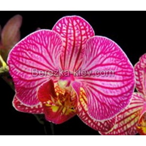 Орхидея 2 ветки (Taida-Sweet-Berry)